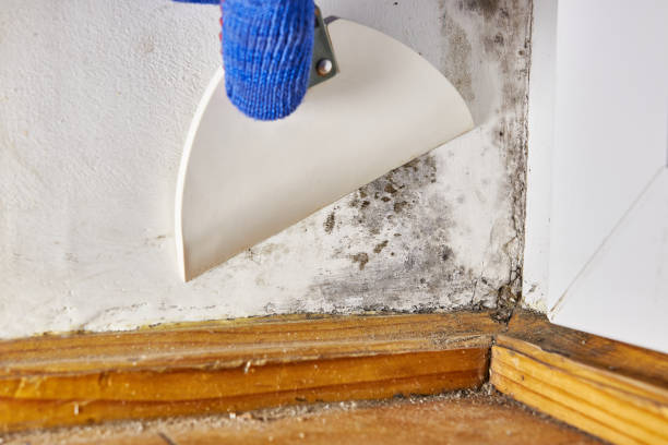 Best Mold Odor Removal Services  in Cologne, MN